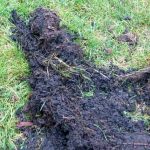 debris-from-downpipe_b-002